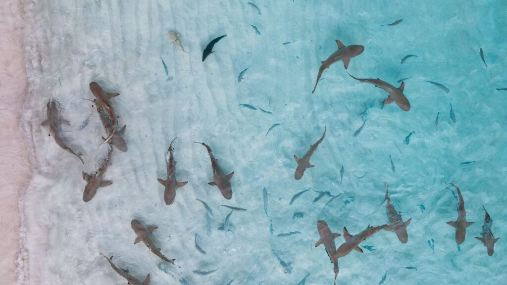 Aerial view of many sharks swimming in shallow ocean water near shore