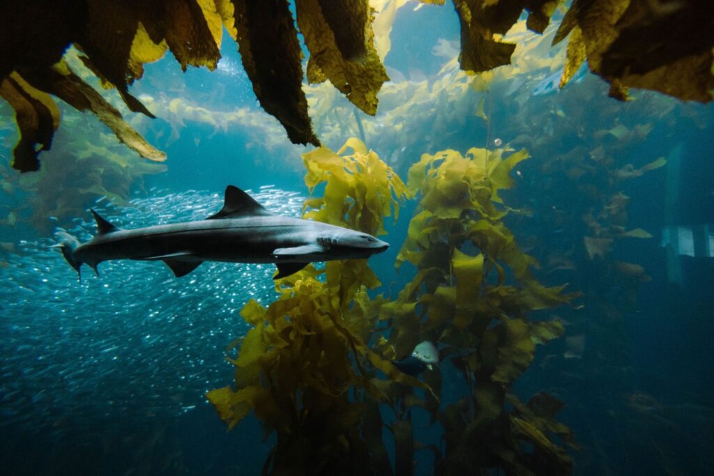 A shark swimming through a kelp forest underwater